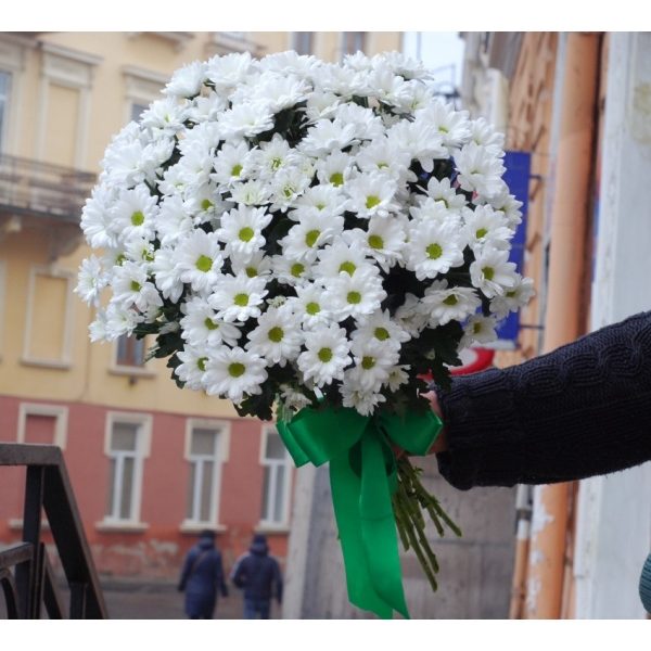 15 ромашок хризантем
