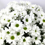 15 белых ромашковых хризантем 