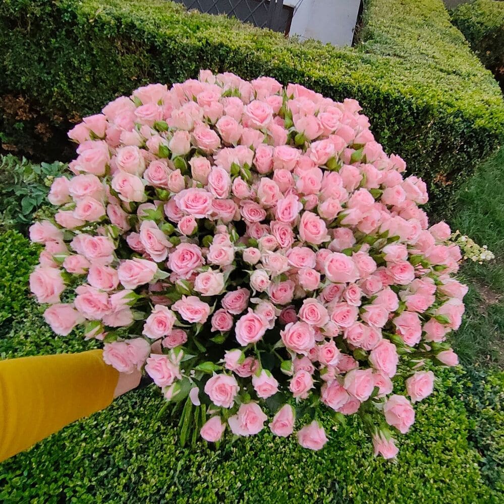 Букет 51 кущова ніжно-рожева троянда