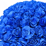 51 синя троянда