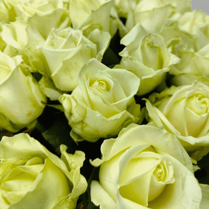 39 білих троянд 80 см "Аваланч"