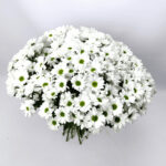 25 білих хризантем 70 см