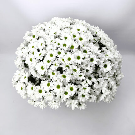 41 біла хризантема 70 см