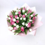 51 біло-рожевий тюльпан