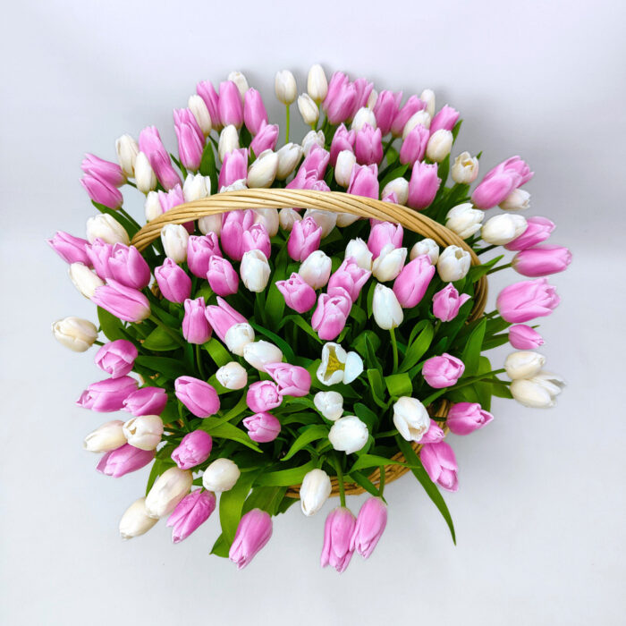 135 бело-розовых тюльпанов у корзине