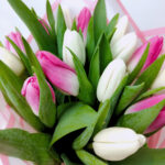 15 біло - рожевих тюльпанів