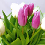 15 біло - фіолетових тюльпанів