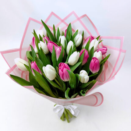 25 біло - рожевих тюльпанів