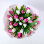 31 біло - рожевий тюльпан