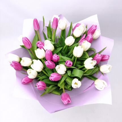 39 біло - фіолетових тюльпанів