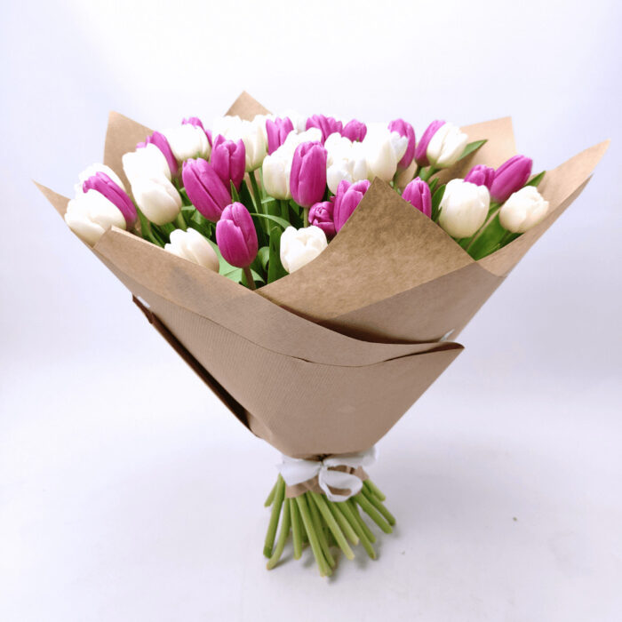 51 білий і фіолетовий тюльпан