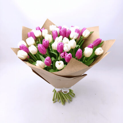 51 білий і фіолетовий тюльпан