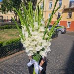 Гладіолуси